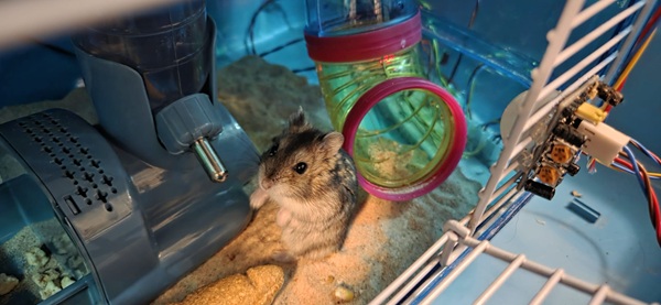 Diesel peeking out of his nest in the top level